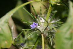 Haplanthodes verticillatus